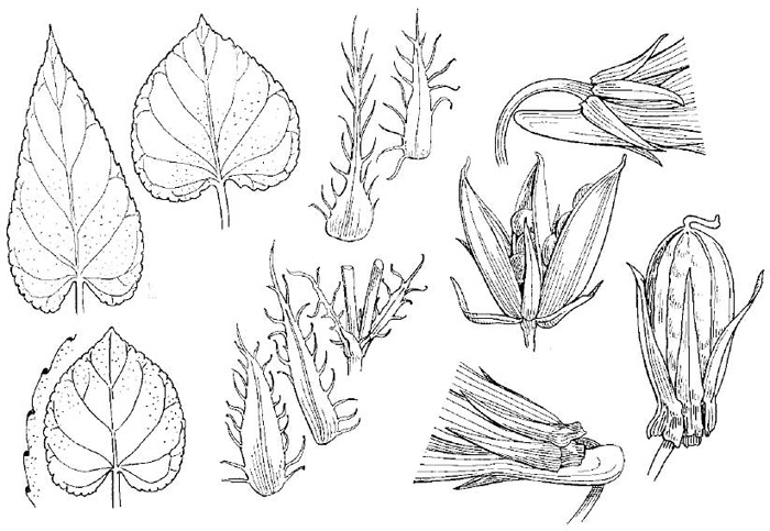 Viola reichenbachiana
